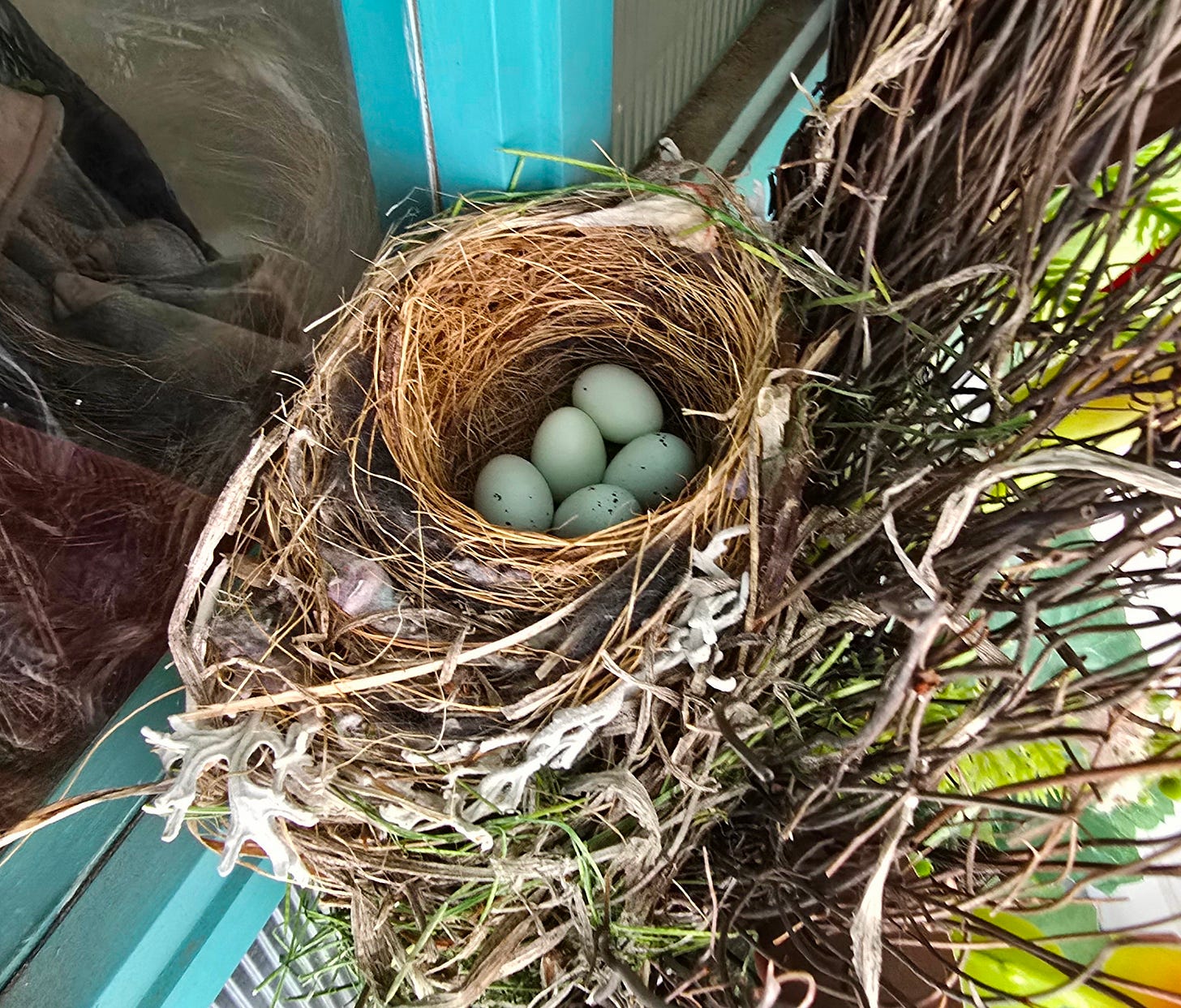 A small nest in a front door wreath, filled with five small blue eggs with dark speckles.