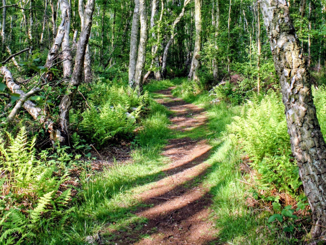 Path through birch woodland