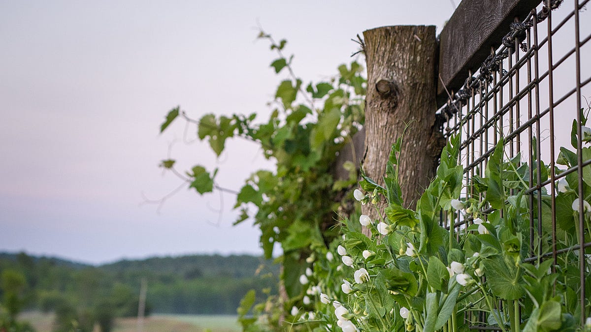 Gardening: All about Peas
