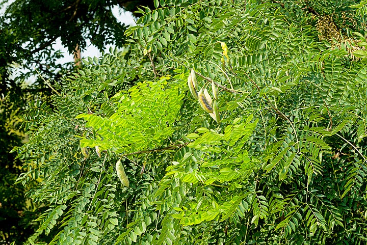 Recurrent flushing in four trees, hackberry, American elm, American holly, and Kentucky coffeetree