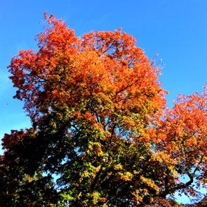 Autumn color is starting to appear. Autumn color is starting to appear.
