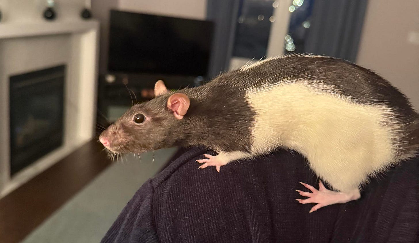 A curious pet rat with soft, light brown fur and large, dark eyes peers out from a cozy nest made of shredded paper and fabric. Its delicate whiskers are forward, and its tiny paws rest on the edge of its nest, showing its inquisitive nature.