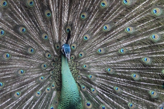 How to Be Outstanding An Outstanding Peacock