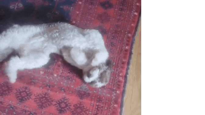 Lagotto Romagnolo puppy