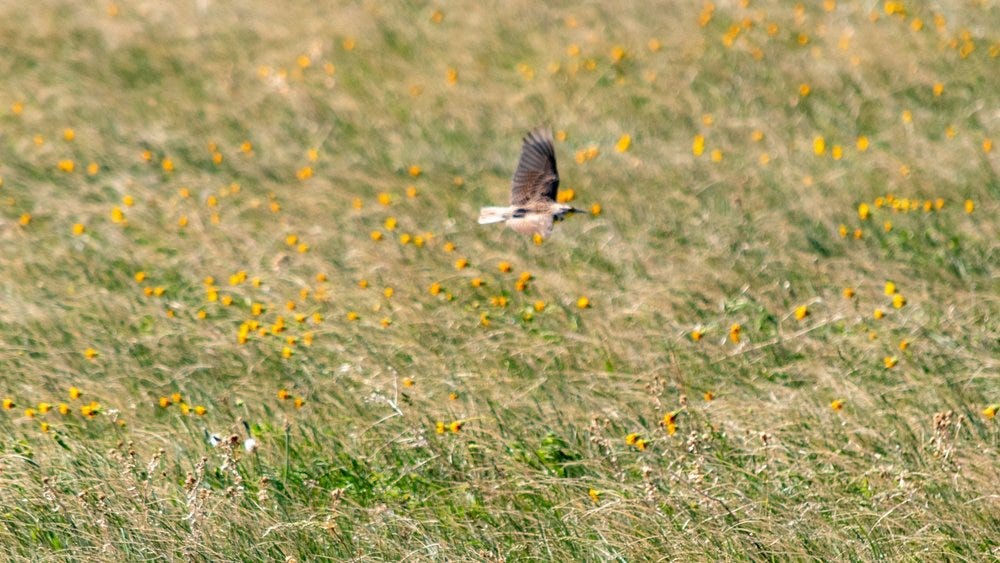 DSC_0415.jpg
