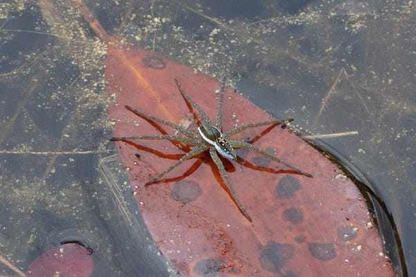 A spider with long brown legs and a black and white abdomen with six spots. The spider is a on red leaf on the surface of water.