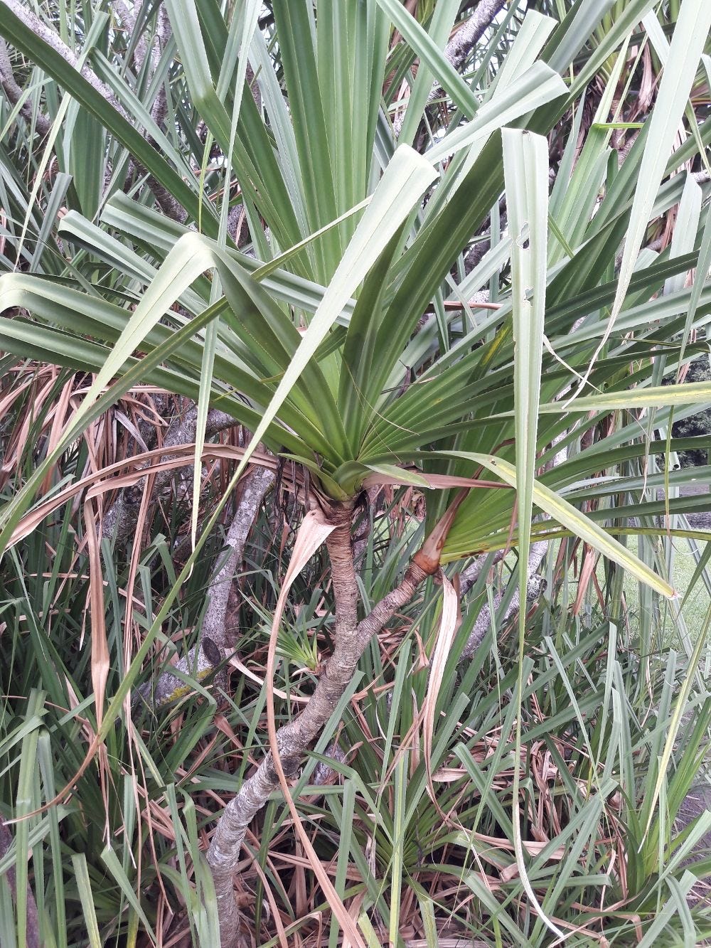 Pandanus gemmifer [Bush - The Palmetum, Townsville, 2022] sml.jpg