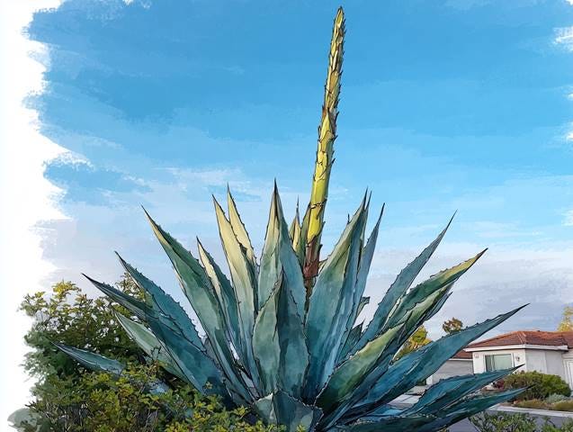 https://s.mj.run/IvDcjBufBbA hand-drawn WATERCOLOR ILLUSTRATION OF tower of agave with stalk, show sky, no house in background --ar 4:3 --v 7 Job ID: 3082ae77-8a0c-4256-b6ae-ca3ebe3fa0e6