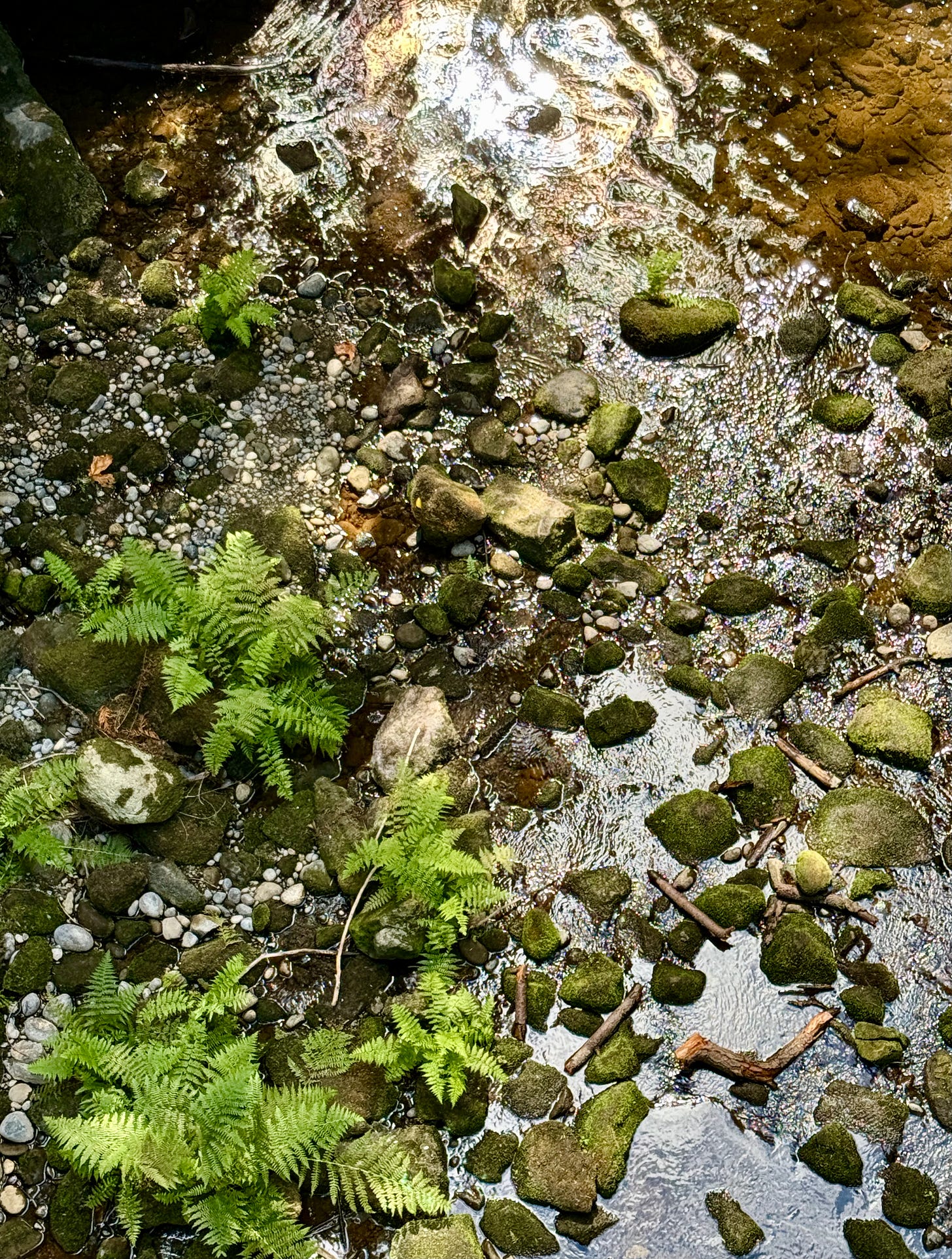 Whatcom Creek, August 2025. Photo by JPC.