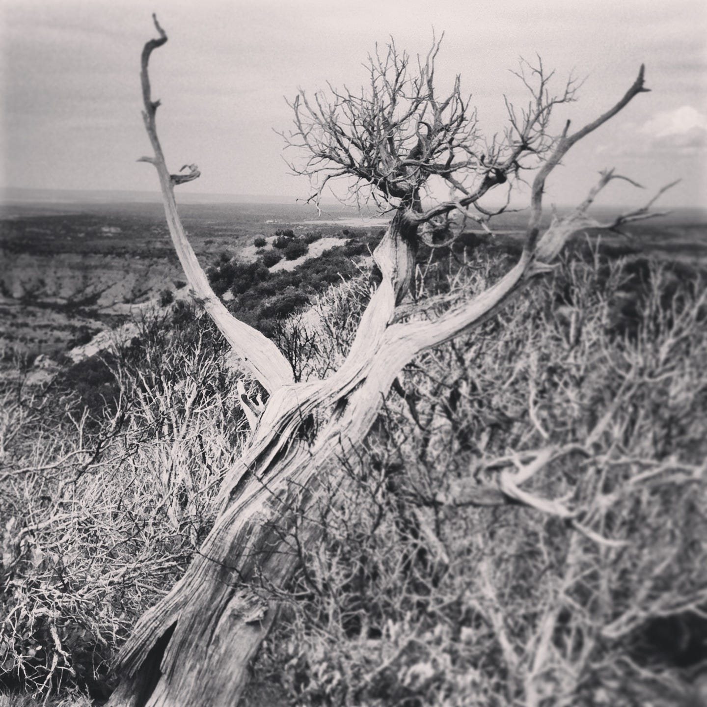 Black and white photo of a mangled juniper tree in Caprock Canyons State Park Black and white photo of a mangled juniper tree in Caprock Canyons State Park