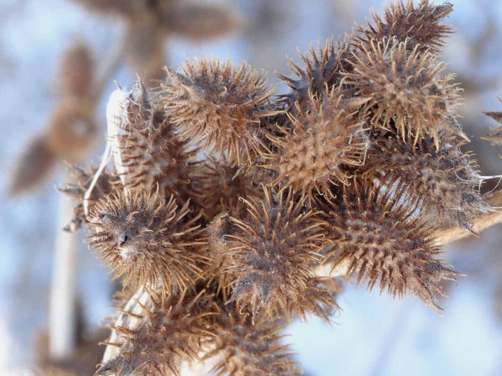 Cocklebur seeds