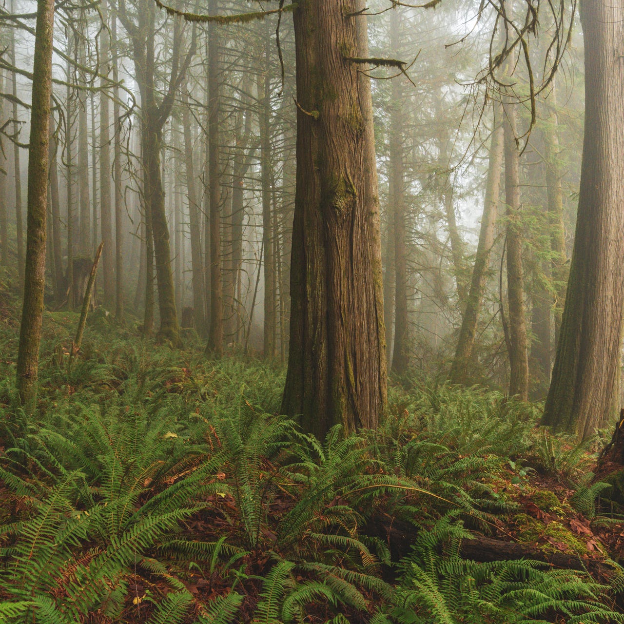 Artwork for The Clarity Project