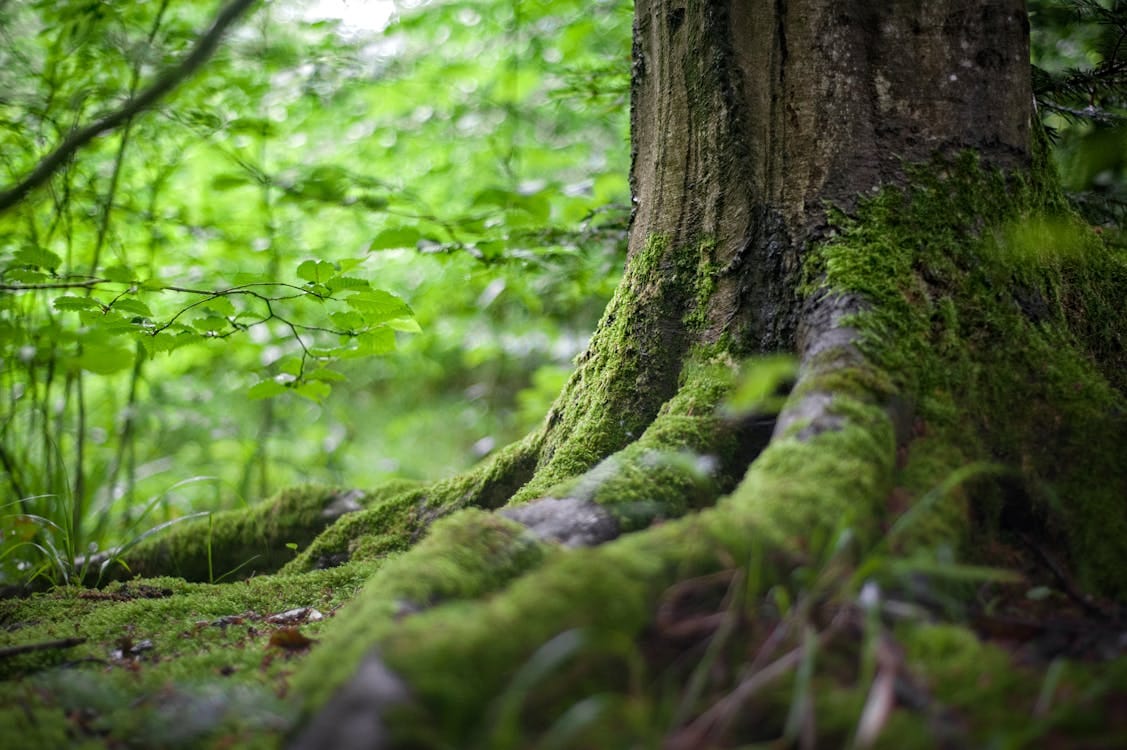 Free Green Tree Near Green Plants Stock Photo