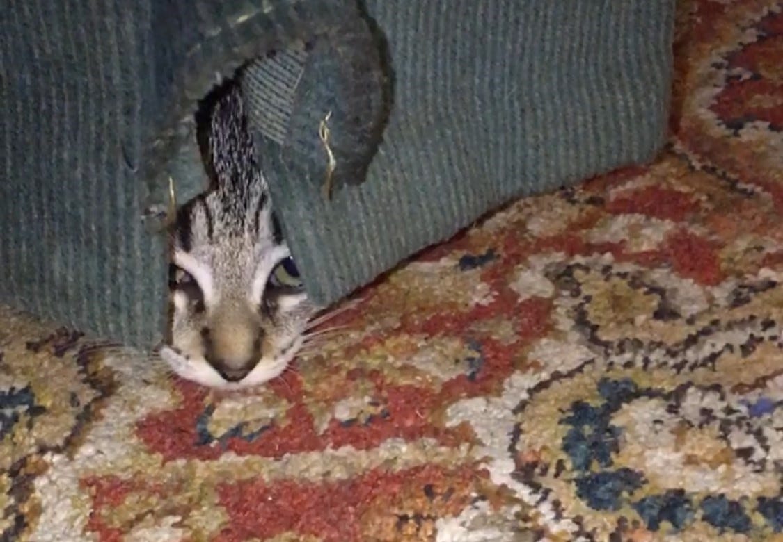 A picture of the Author's 4 month old kittens peeking out from under a recliner