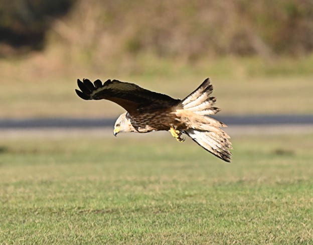 A bird flying in the air

AI-generated content may be incorrect.