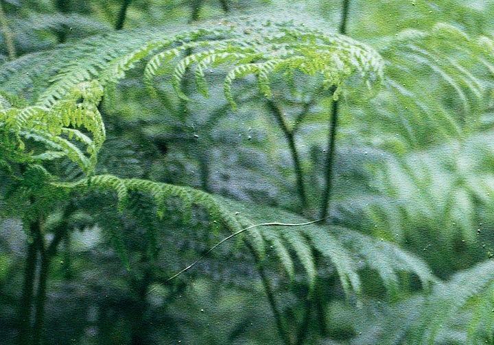 Image of a fern at 100%, on left with a hair on the negative, on the right it's been removed by Apple Photos ai clean up function