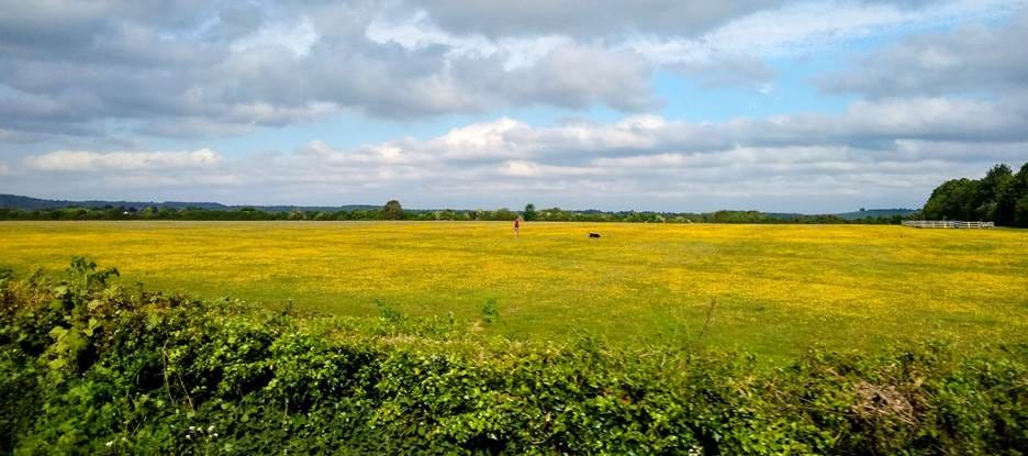 A large field of yellow flowers
AI-generated content may be incorrect. A large field of yellow flowers
AI-generated content may be incorrect.