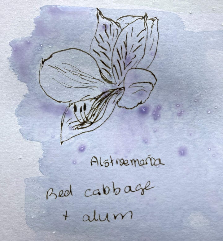 Line drawing of alstroemeria with purplish wash, wet image on left, dry on right