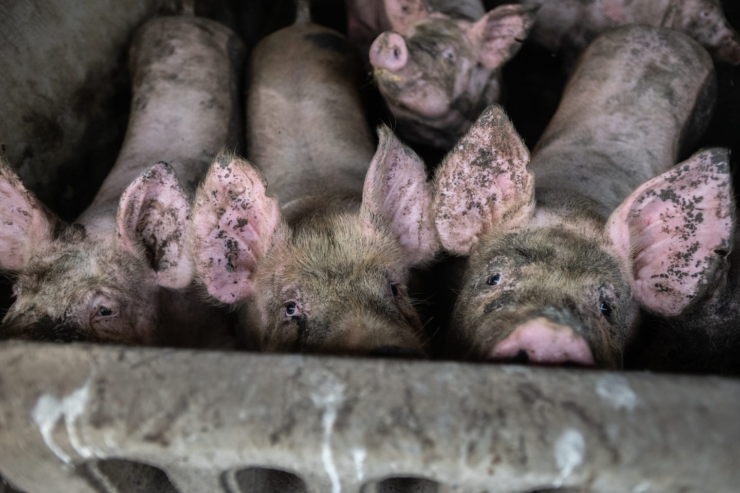 Pork Industry's COVID-19 Response Demonstrates Innate Brutality of Factory Farming Pork Industry's COVID-19 Response Demonstrates Innate Brutality of Factory Farming