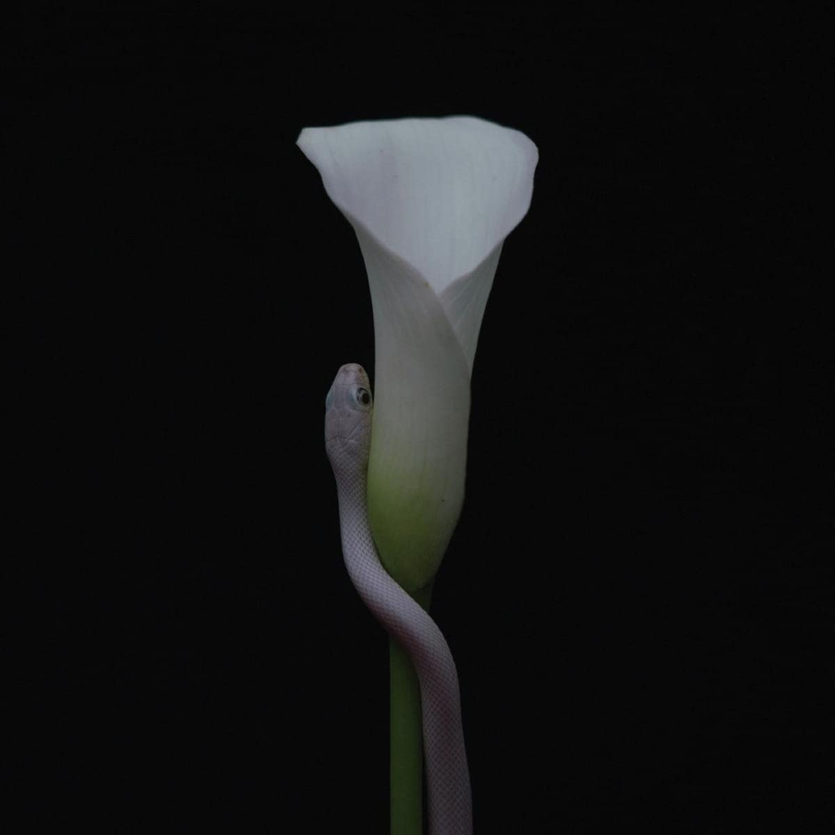 Animals As Leaders - Parrhesia - Amazon.com Music