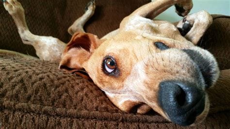 Funny Dogs Desktop Wallpapers - Top Free Funny Dogs Desktop Backgrounds - WallpaperAccess Funny Dogs Desktop Wallpapers - Top Free Funny Dogs Desktop Backgrounds - WallpaperAccess
