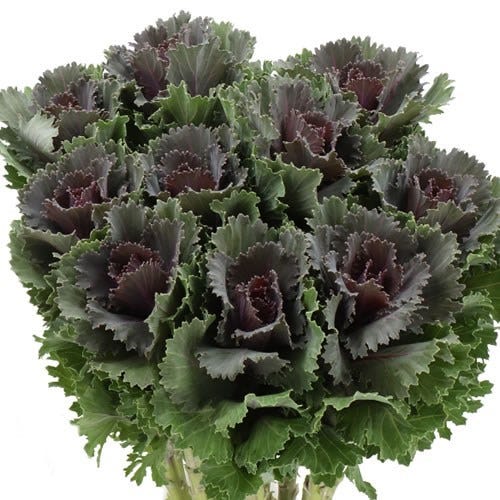 BRASSICA  ALTAIR