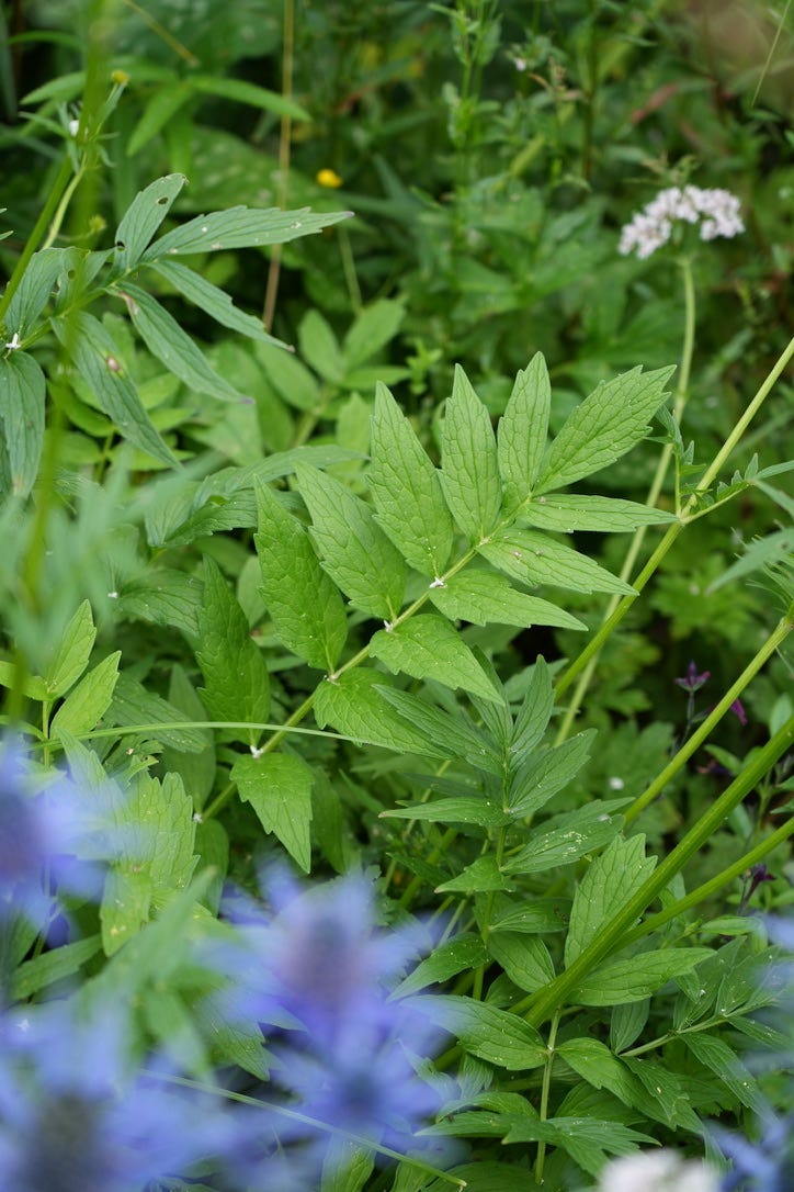 Wild valerian, Valeriana officinalis Wild valerian, Valeriana officinalis