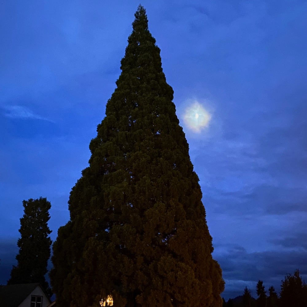 Moon through evening blue clouds in background, foreground conical sequoia tree with small yellow light at bottom