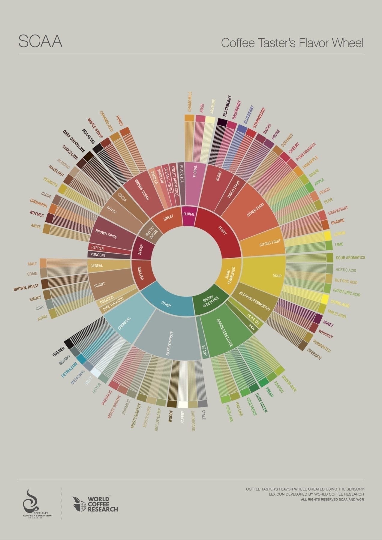 SCAA Coffee Taster's Flavor Wheel