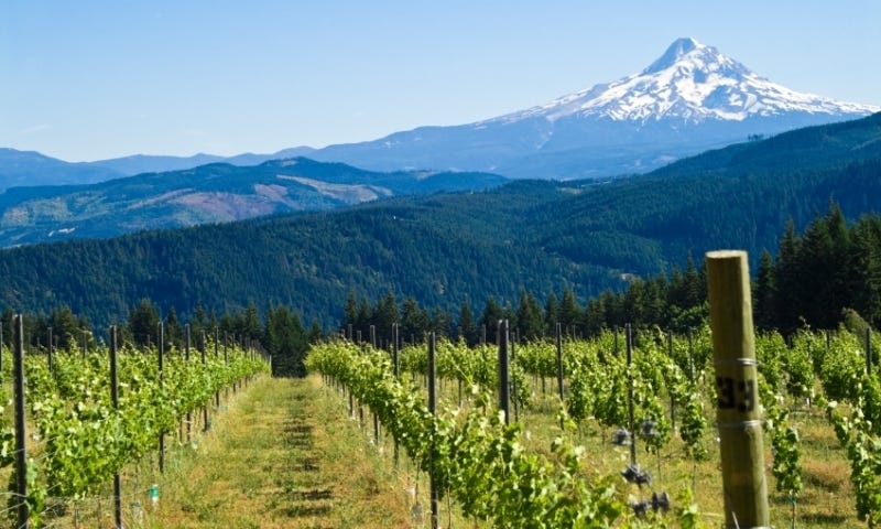 Visit Oregon Vineyards - AllTrips
