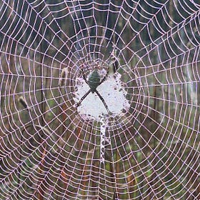 Spider Season