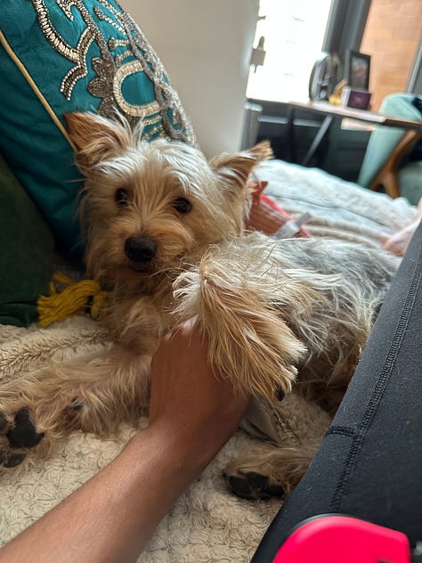 three images of a perfect terrier thing