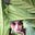 Chellythepuppeteer's avatar