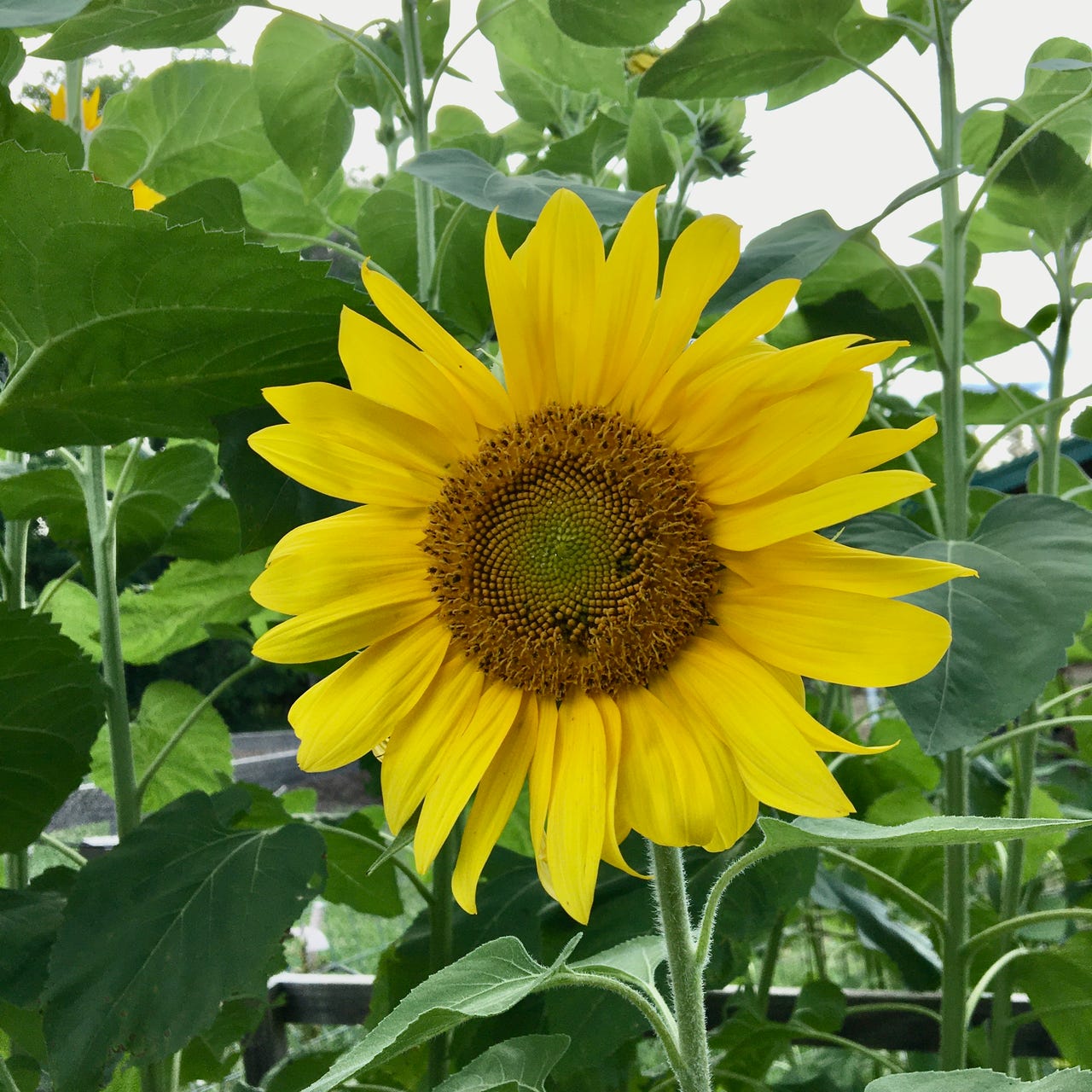 Lasell’s Substack: It's Our Nature to Get Along