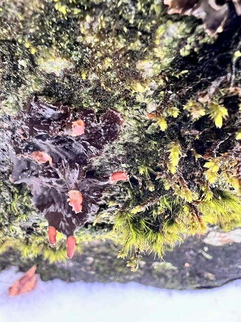 A close up of green moss; red lichen on a rock face; a long log with green moss on it and snow and trees above it.