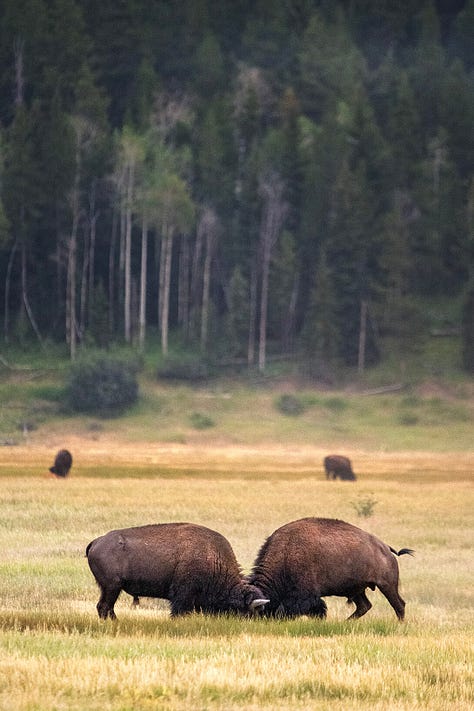 Photo 1- Mama and baby moose in tall grass; Photo 2- Lone bison against mountain backdrop; Photo 3- her of bison; Photo 4- 2 male bison locked heads during the bison rut; Photo 5- bison herd among the dust they kicked up; Photo 6- Mama and baby bison against the mountain backgdrop