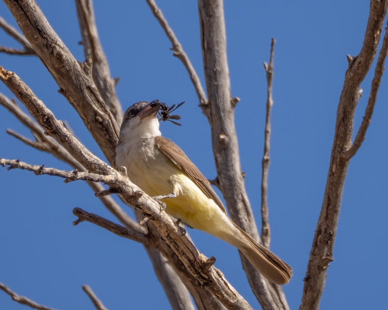 20250626-BoxCanyon-23-Edit.jpg 20250626-BoxCanyon-23-Edit.jpg