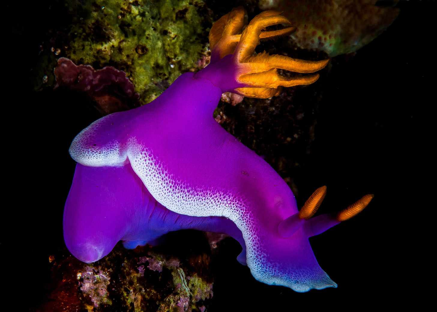 Hypselodoris apolegma nudibranch