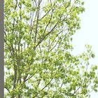 Trump Faces Inflation Surge After Gas Hits $4 Amid Iran War Oil Shock