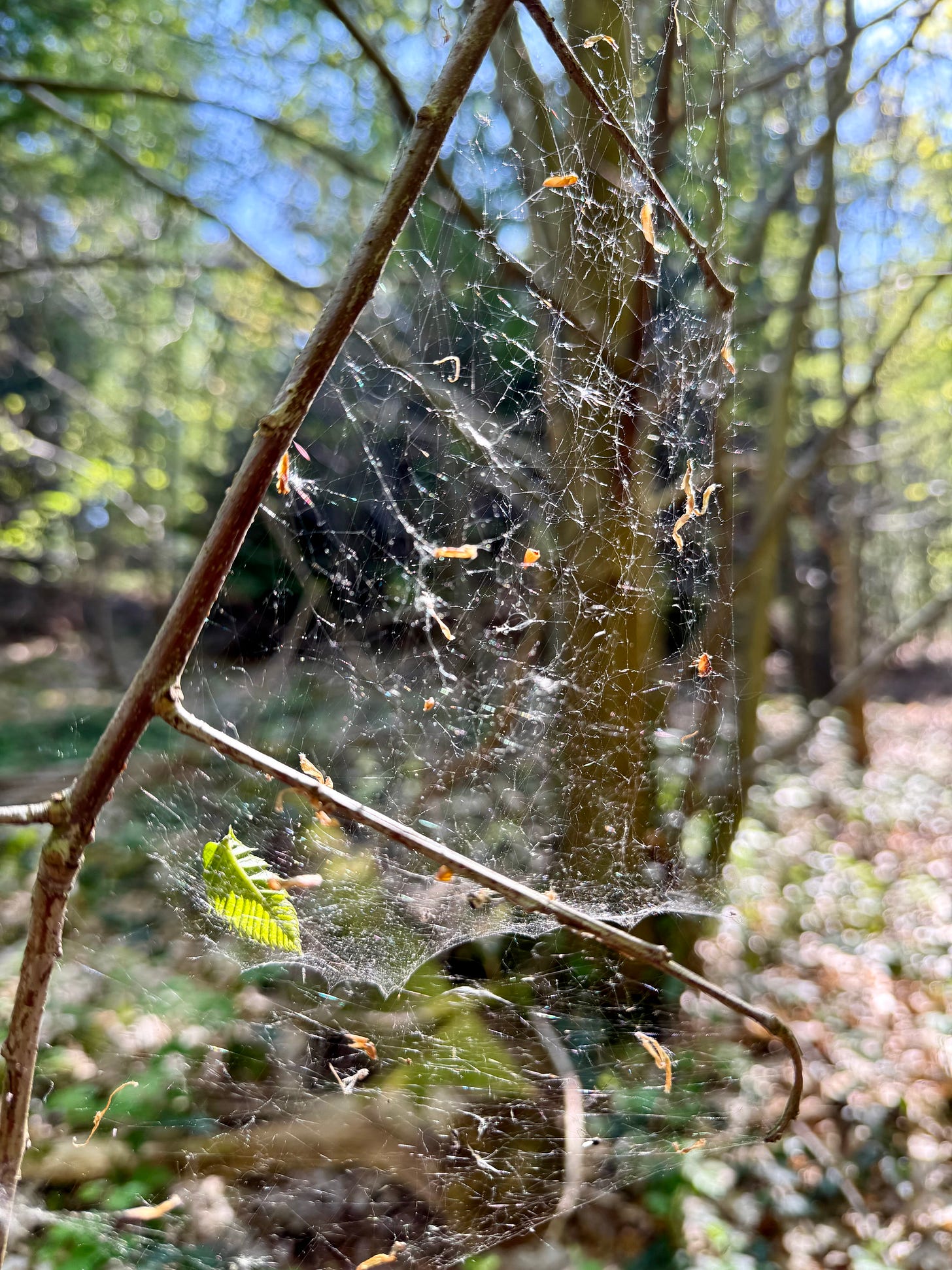 spiderweb in trees