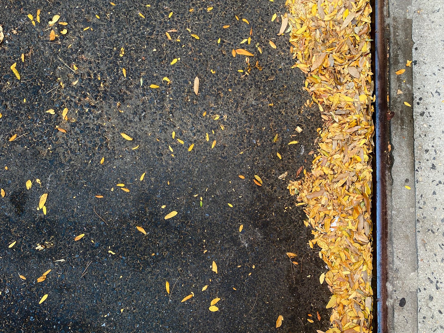 A photograph showing drifts of small bright yellow leaves collected against a sidewalk curb and scattered on the asphalt.