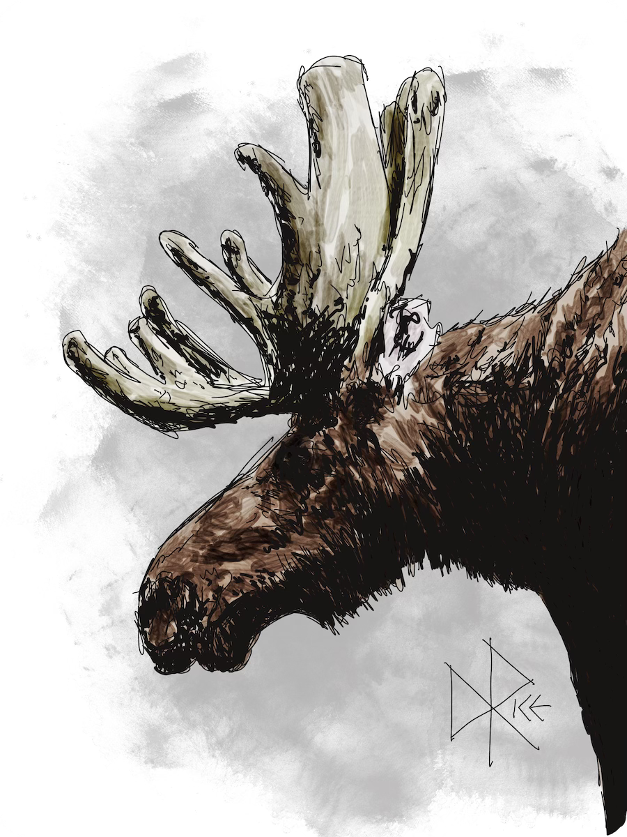 Close-up of the head and shoulder of a moose, looming regally. Sketch art by Don Rice.