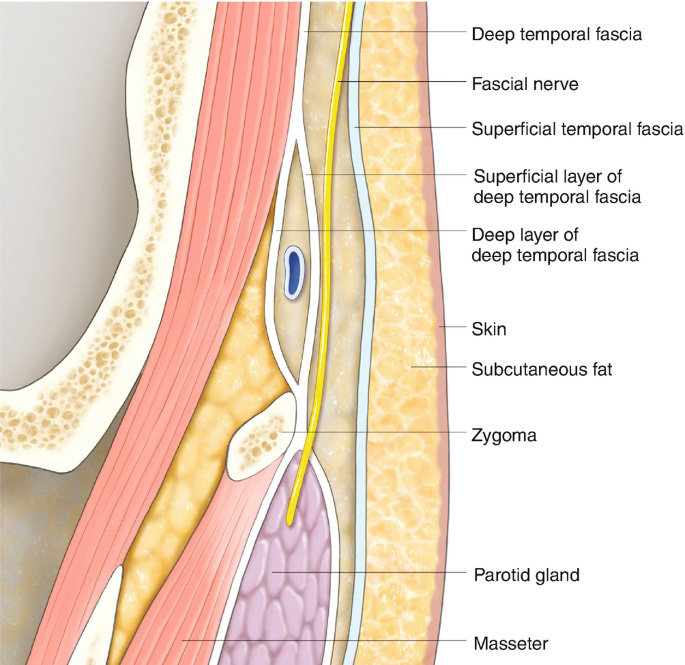 Camadas da região temporal