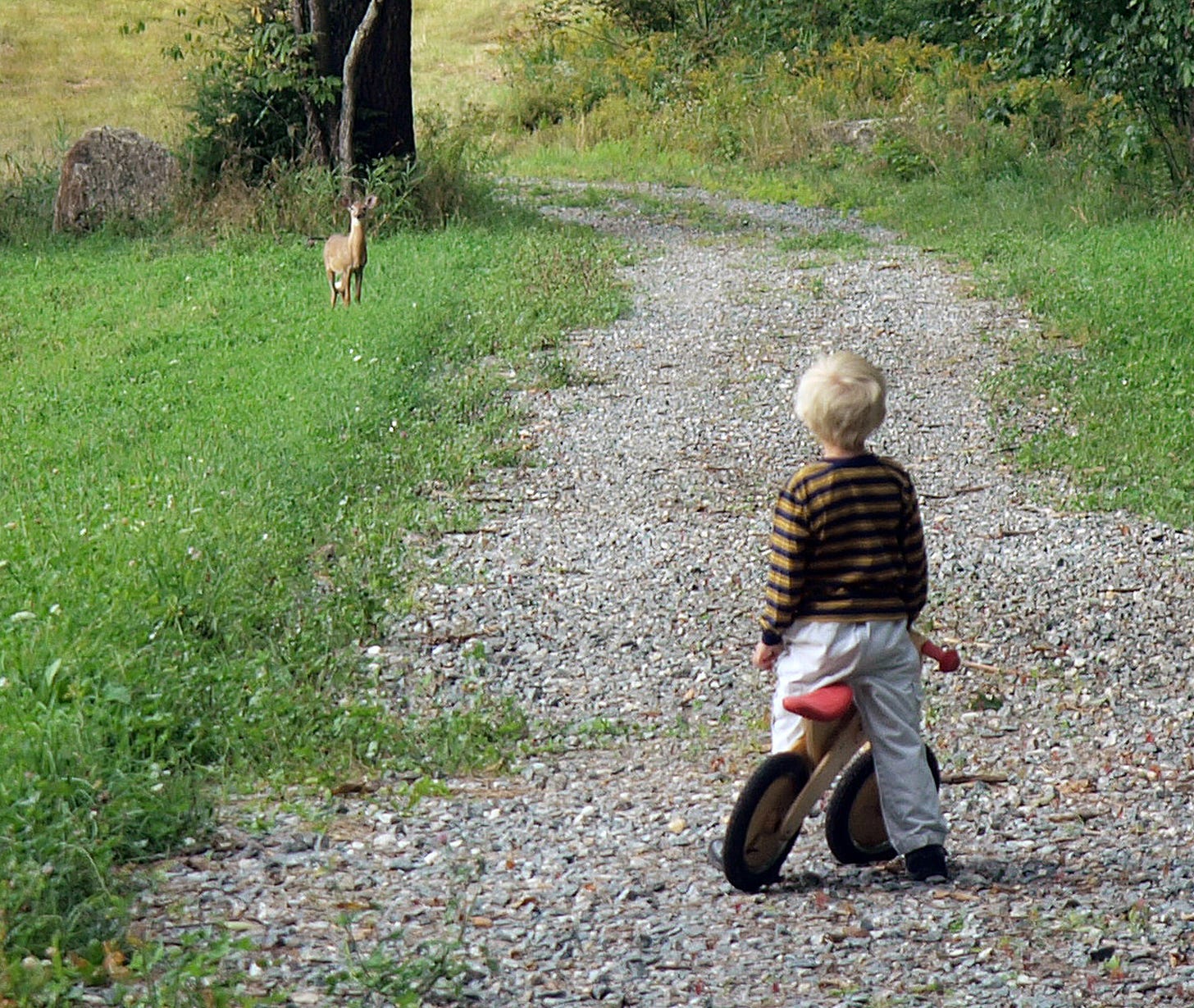 Boy and deer