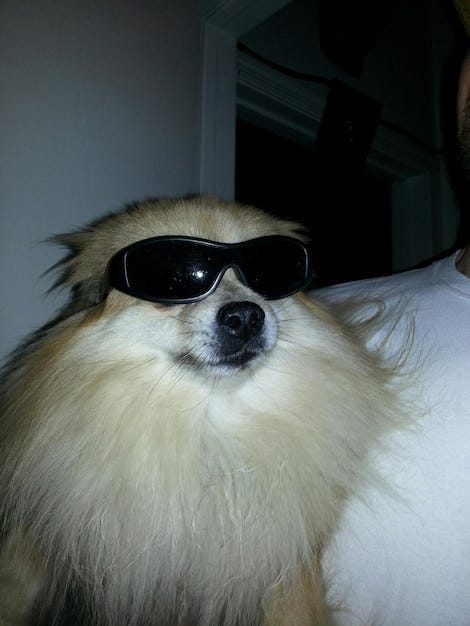 Meme Cachorro Imagens – Download Grátis no Freepik