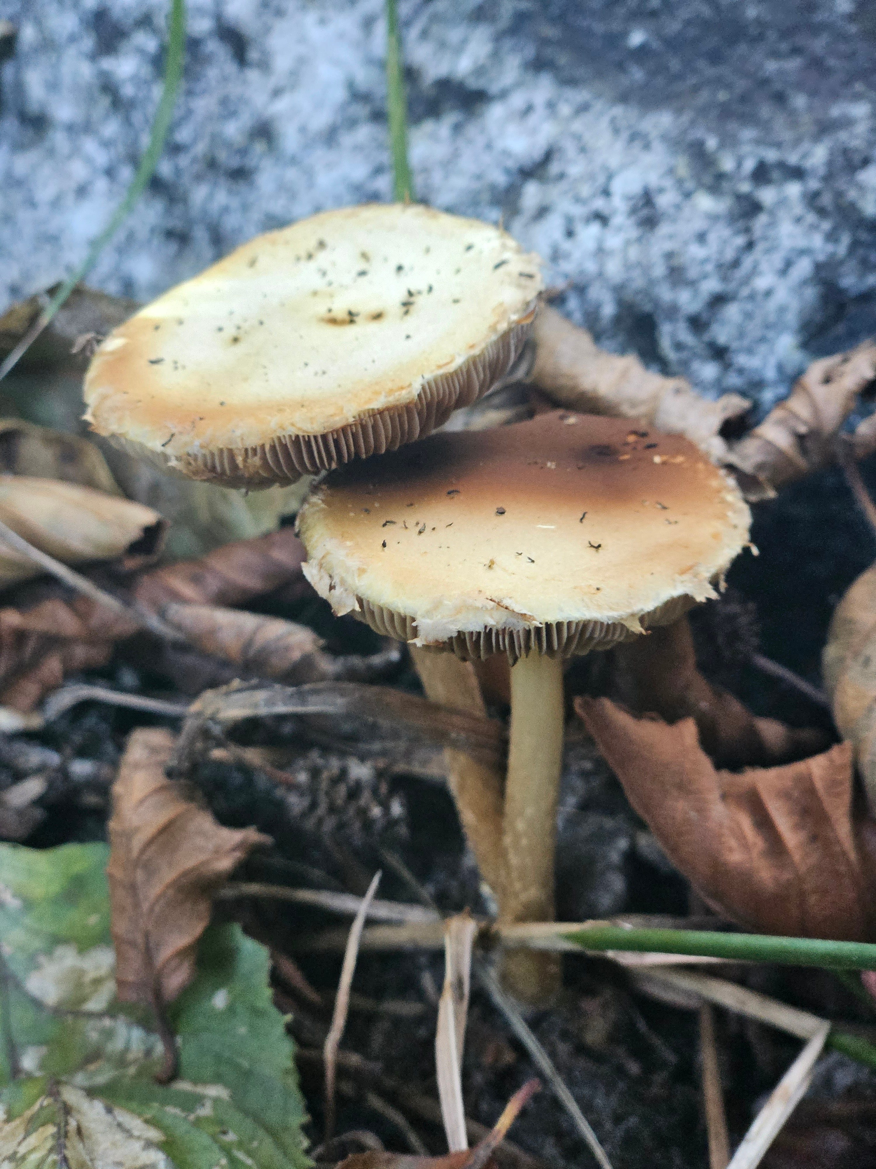 Artwork for Earth Being \ud83c\udf0f