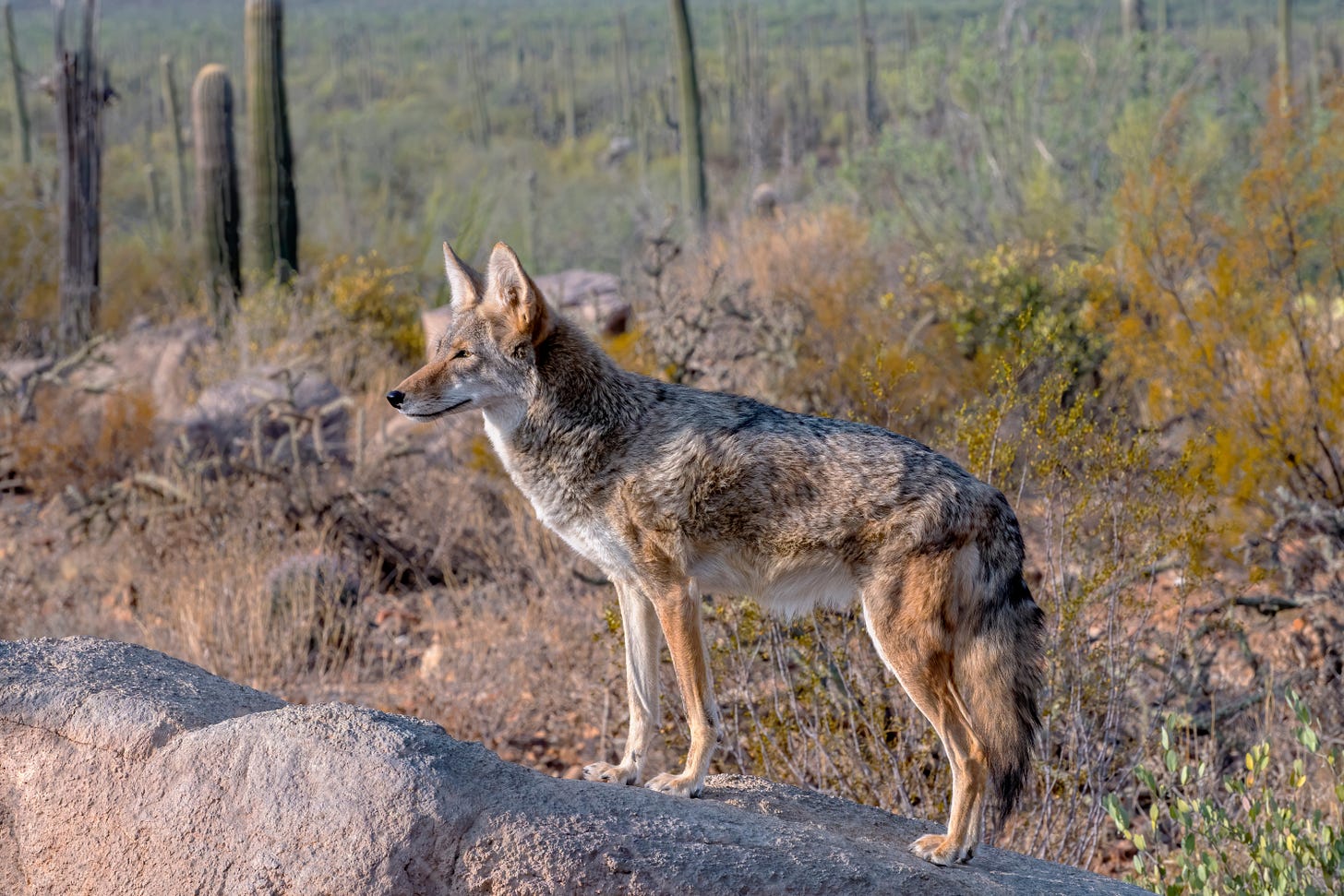 A coyote stands on a rock in the desert. Long nose, big ears, bushy tail. intense gaze