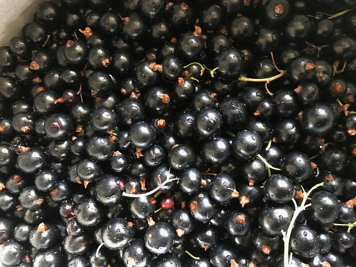Shiny black fruits after harvest and being cooked in a pan