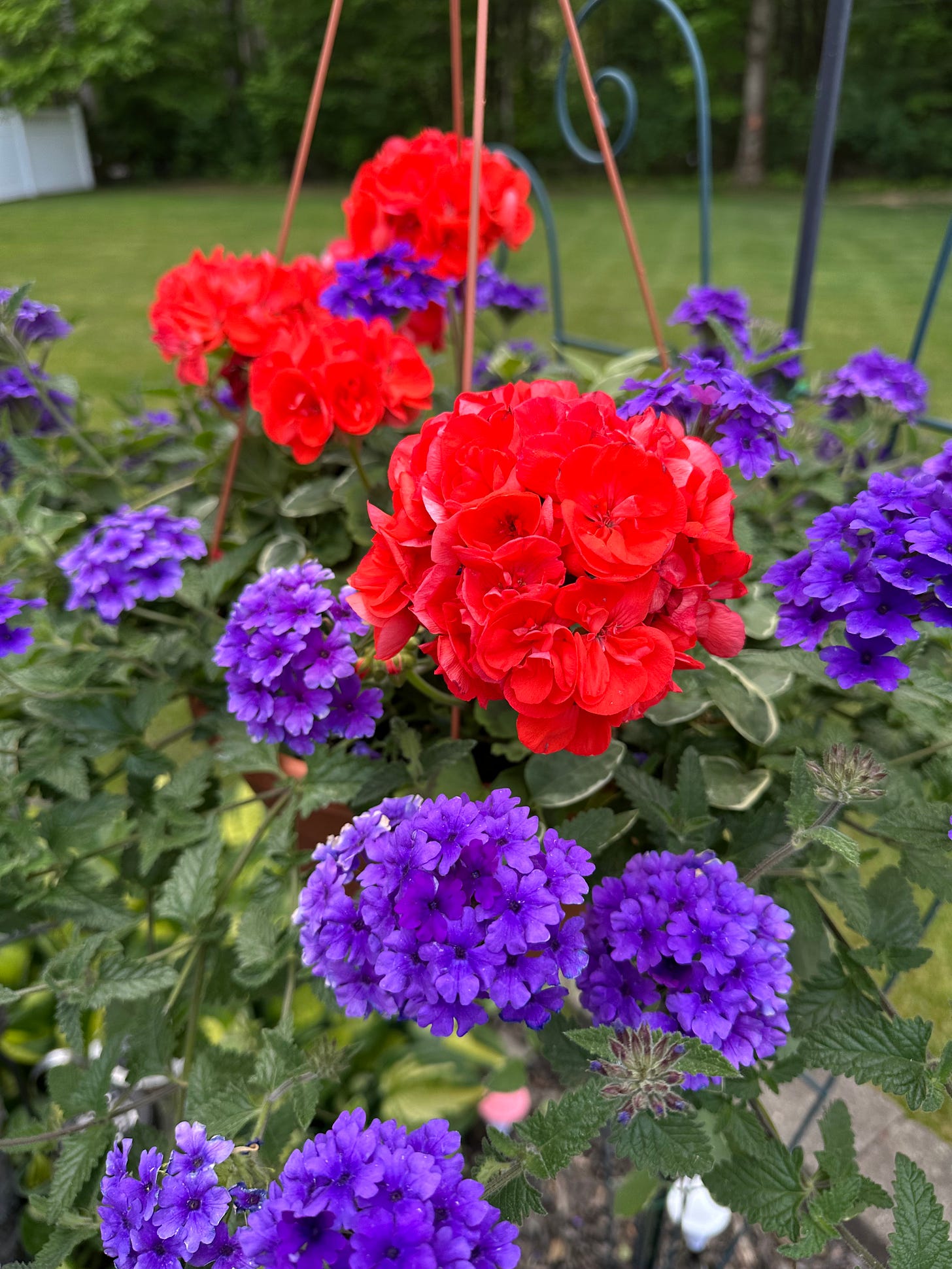 red and purple flowers
