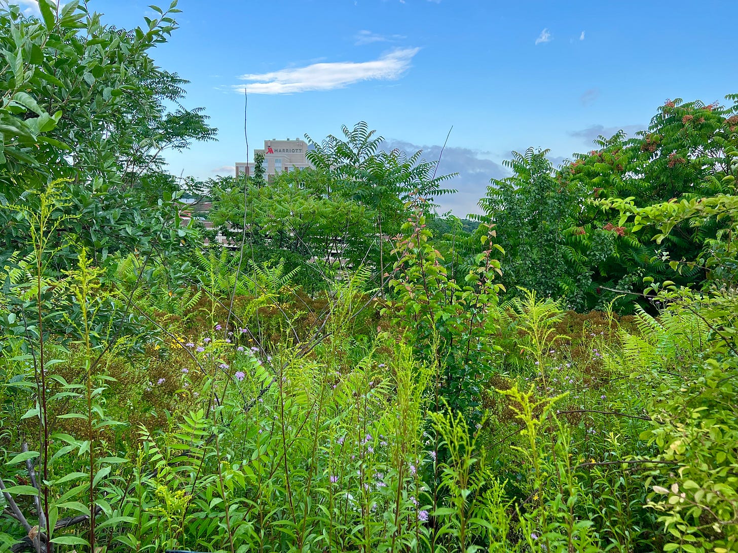 Wild plants growing behind a frontage road Marriott